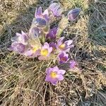 Pulsatilla grandis Flor