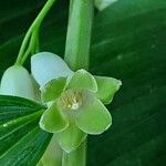Polygonatum odoratum Flor
