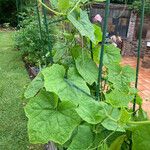 Luffa acutangula Blatt