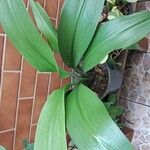 Aspidistra elatior Lapas