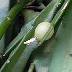 Pseudorhipsalis ramulosa Fruit