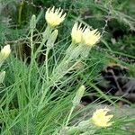 Scorzonera aristata 葉