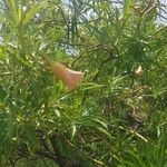 Cascabela thevetia Flor