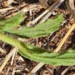 Nidorella aegyptiaca 葉