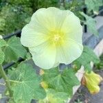 Alcea rosea Leaf