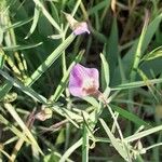 Lathyrus clymenumFloro