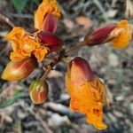 Cochlospermum regium Фрукт