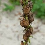 Pedicularis ascendens Fruit