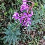 Epilobium angustifoliumЦветок