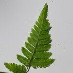 Dryopteris carthusiana برگ