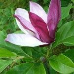 Magnolia liliiflora Kvet