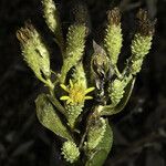 Hazardia orcuttii Flower
