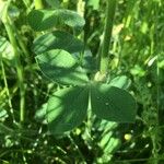 Trifolium incarnatum Blatt