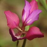 Gladiolus illyricus Cvet