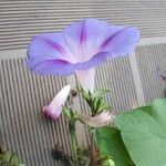 Ipomoea purpurea Květ