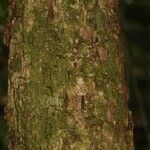 Eschweilera congestiflora Corteza