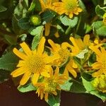 Sanvitalia procumbens Fula