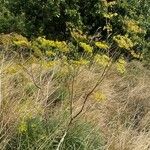 Peucedanum officinaleЦвят