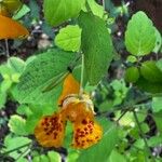 Impatiens capensisFlower