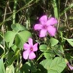 Oxalis articulata Цветок