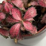 Fittonia albivenis Лист