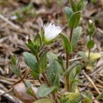 Cerastium diffusum Libunga