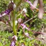 Himantoglossum adriaticum Flower