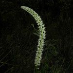 Schoenocaulon officinale Flor