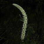 Schoenocaulon officinale Flower