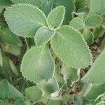 Plectranthus barbatus Leaf