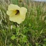 Hibiscus lunariifolius Flor