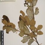 Quercus semecarpifolia Altro