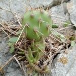 Opuntia fragilis Leaf