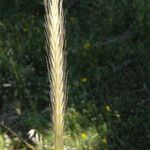 Hordeum bulbosum Ffrwyth