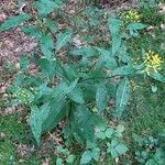 Senecio ovatus Habitus