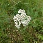 Achillea nobilisFlower