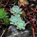 Saxifraga paniculata Blatt