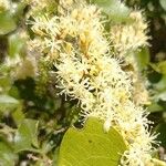 Smilax aspera Fula