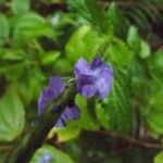 Stachytarpheta urticifolia Flor