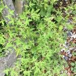 Geranium sibiricum Habitus