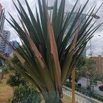 Agave sisalana Leaf