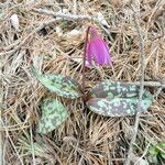 Erythronium dens-canis List