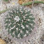 Gymnocalycium saglionis Leaf