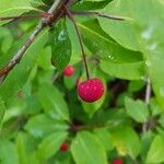 Ilex mucronata फल