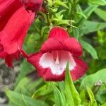 Penstemon hartwegii Blomma