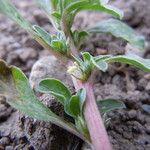 Amaranthus californicus Hábitos