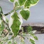 Euphorbia tithymaloides Leaf