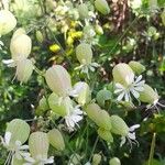 Silene vulgaris Kvet