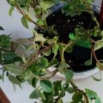 Peperomia glabella Ліст