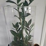 Zamioculcas zamiifolia Lapas